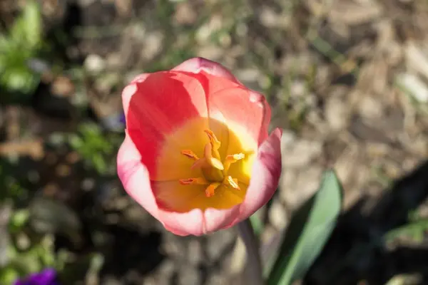 Rote Tulpe Gegen Den Himmel — Stockfoto