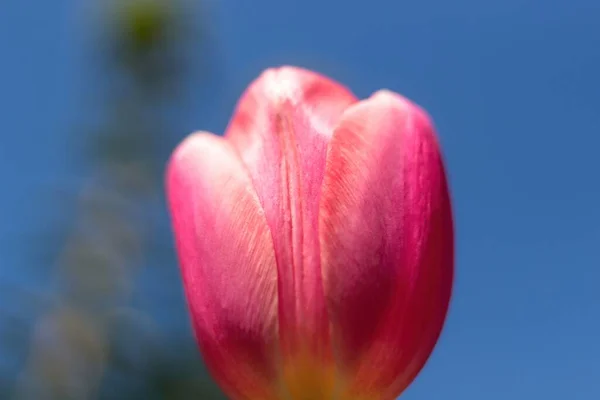 Czerwony Tulipan Tle Nieba — Zdjęcie stockowe