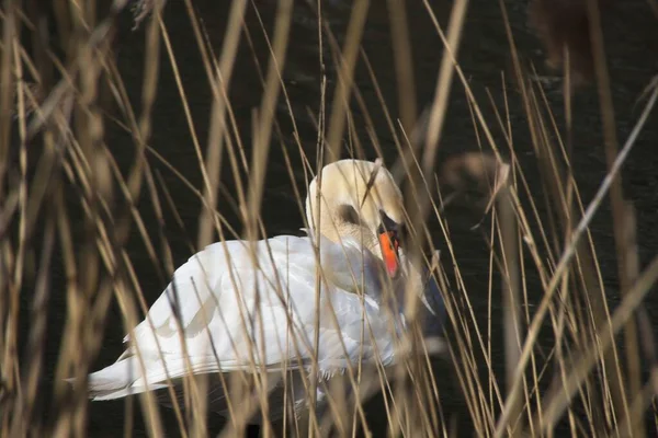 Закрыть Белого Лебедя — стоковое фото