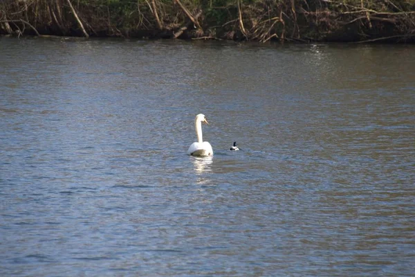 Fechar Cisne Branco — Fotografia de Stock