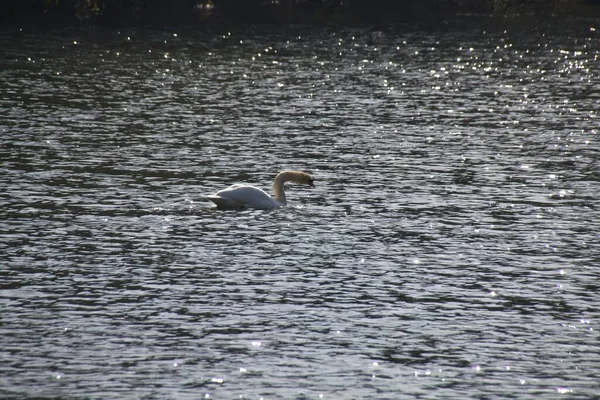 Gros Plan Cygne Blanc — Photo