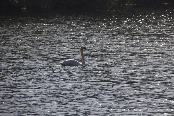 Primer Plano Cisne Blanco — Foto de Stock