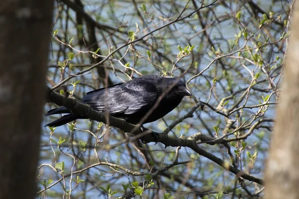 Kraai Een Tak — Stockfoto