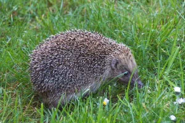 Igel Gras — Stockfoto