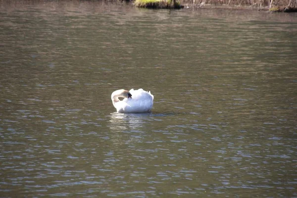 Cygnes Sur Lac — Photo