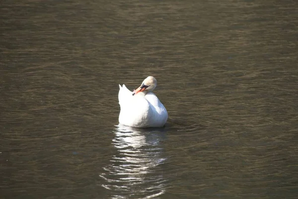 Schwäne Auf Dem See — Stockfoto