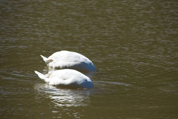 湖に白鳥が — ストック写真