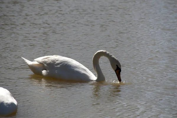 Schwäne Auf Dem See — Stockfoto