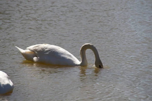 Schwäne Auf Dem See — Stockfoto