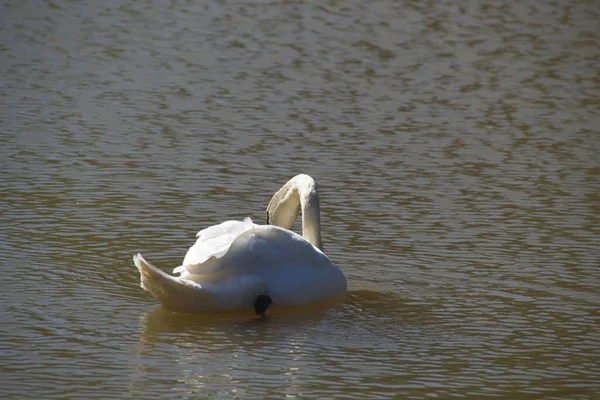 Cisnes Lago —  Fotos de Stock