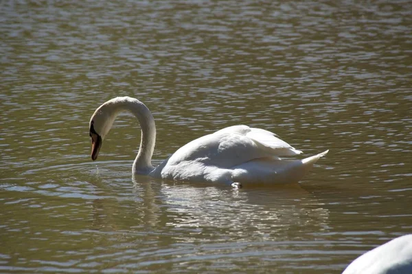 Cisnes Lago — Fotografia de Stock