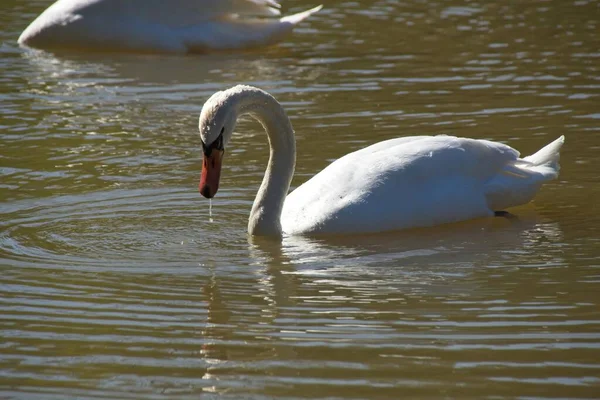 Cisnes Lago —  Fotos de Stock