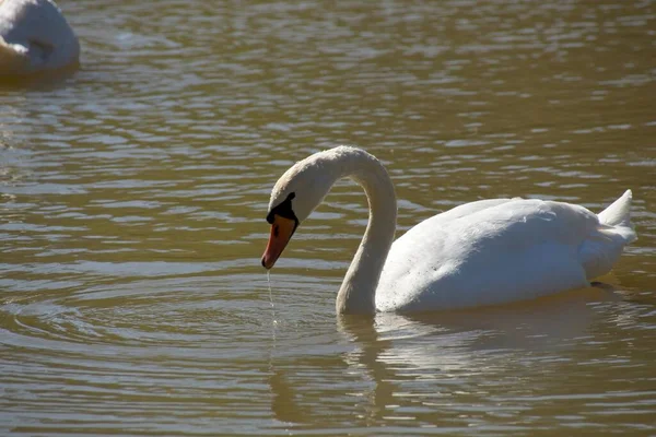 Cisnes Lago — Foto de Stock