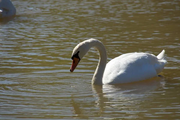 Cisnes Lago —  Fotos de Stock