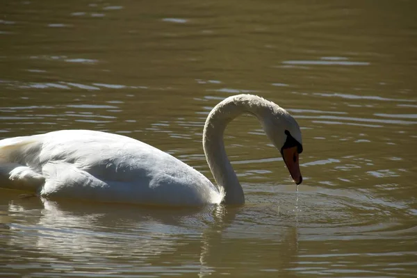 Schwäne Auf Dem See — Stockfoto