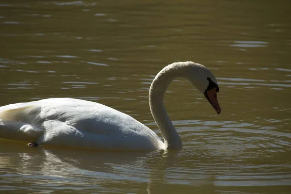 Cisnes Lago — Fotografia de Stock