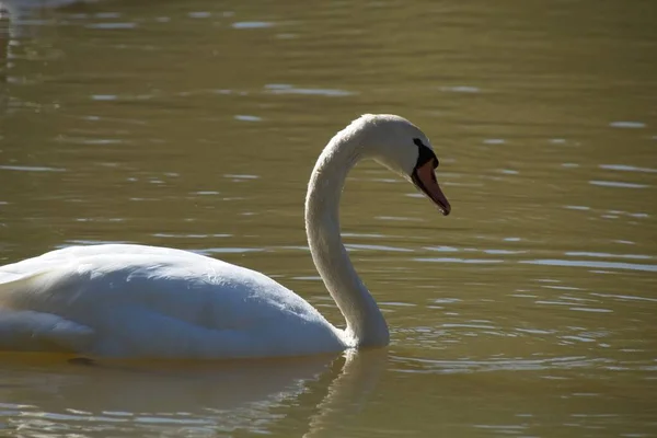 Cigni Sul Lago — Foto Stock