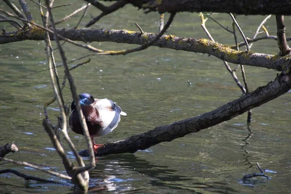 Ente Auf Dem Wasser — Stockfoto