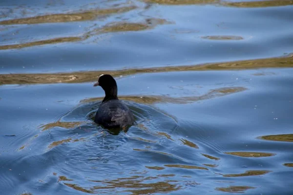 Pato Agua —  Fotos de Stock