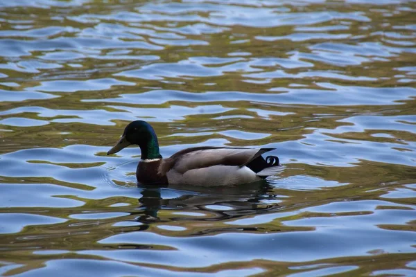 Ente Auf Dem Wasser — Stockfoto