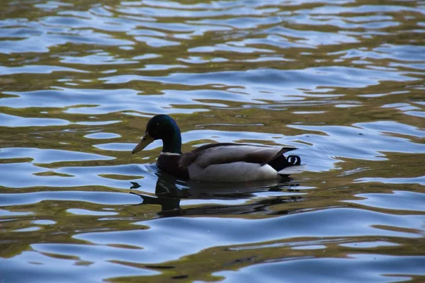 Ente Auf Dem Wasser — Stockfoto