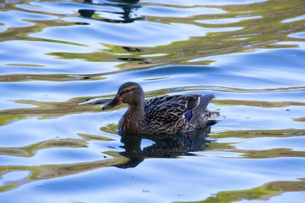 Ente Auf Dem Wasser — Stockfoto