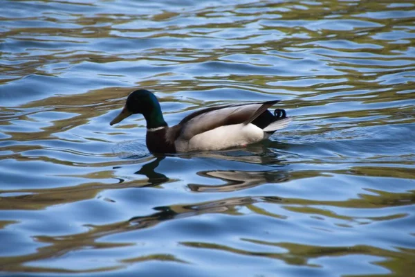 Ente Auf Dem Wasser — Stockfoto