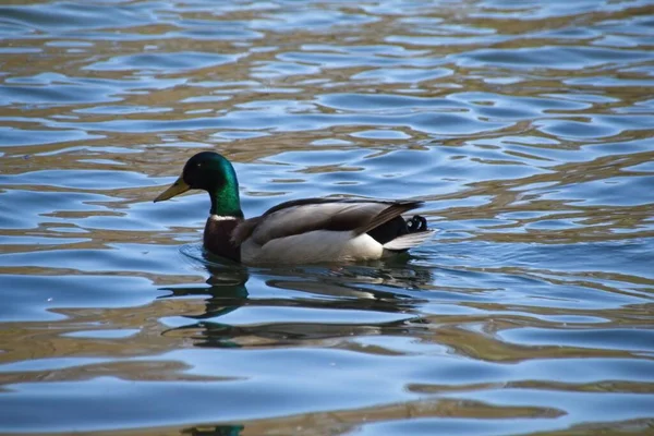 Ente Auf Dem Wasser — Stockfoto