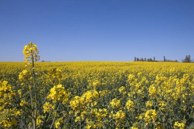 Sarı çiçekli tarla