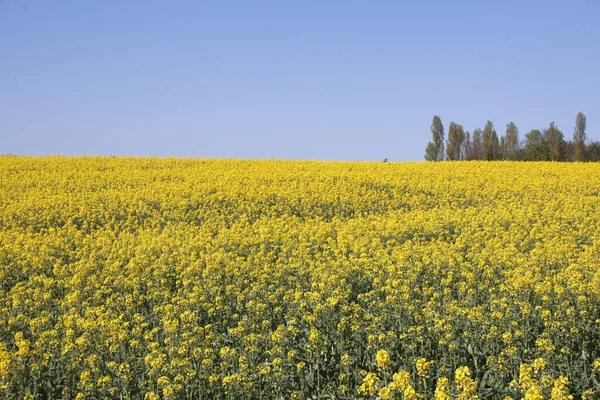 Field Yellow Flowers — Stock Photo, Image