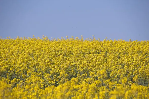 Field Yellow Flowers — Stock Photo, Image