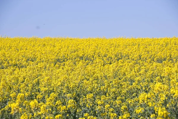 Field Yellow Flowers — Stock Photo, Image