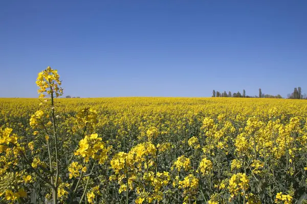 Field Yellow Flowers — Stock Photo, Image