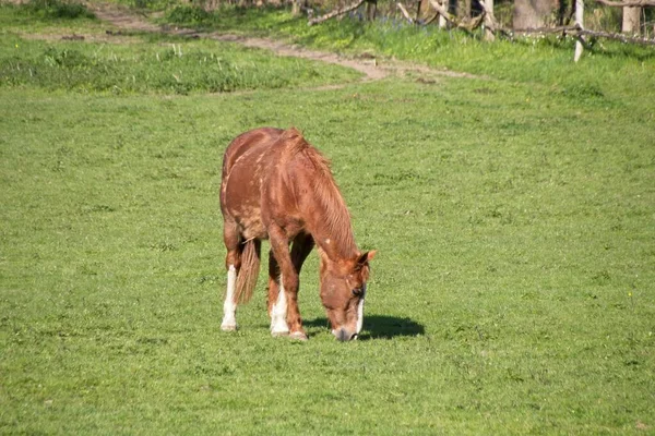 Cavallo Nel Prato — Foto Stock