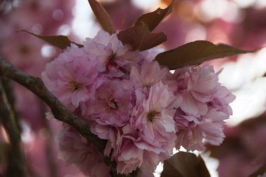 Pembe kiraz çiçeklerine yaklaş
