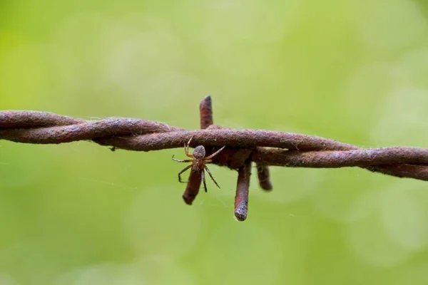 Arame Farpado Uma Cerca — Fotografia de Stock