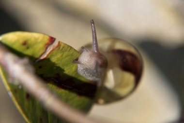 Bir salyangoza yaklaş.