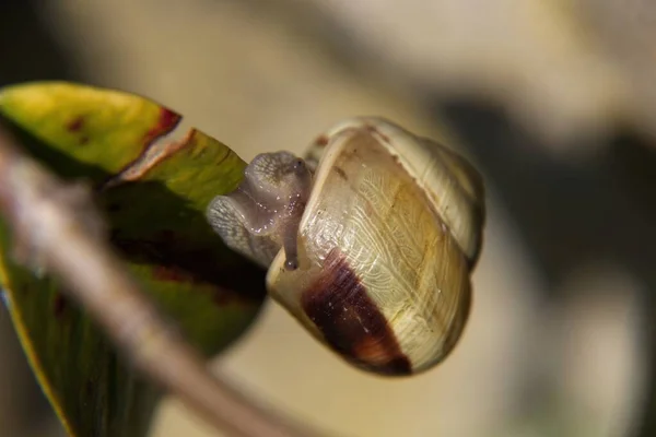 Primer Plano Caracol —  Fotos de Stock