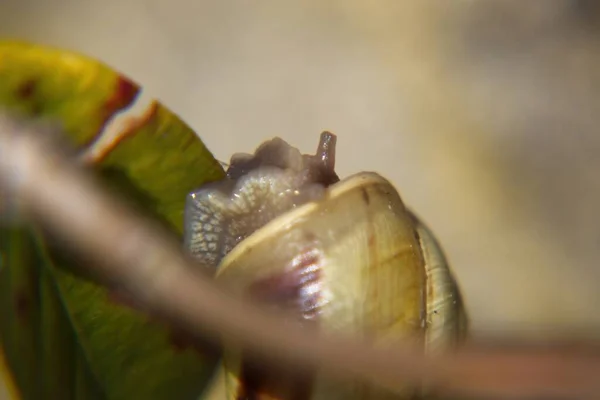 Perto Caracol — Fotografia de Stock