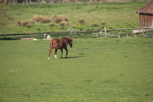 Cheval Dans Prairie — Photo