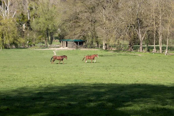 Horse Meadow — Stock Photo, Image