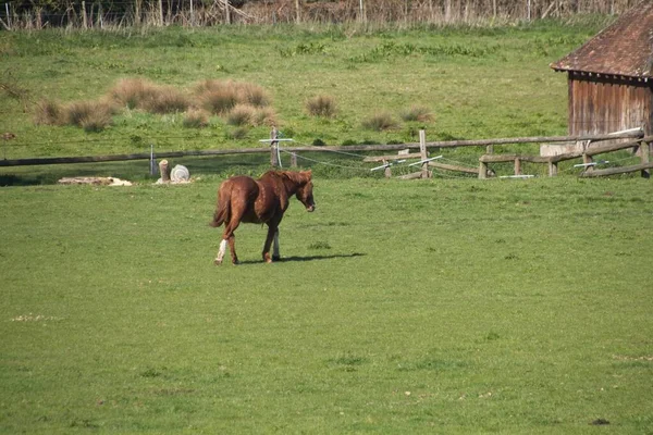 Cheval Dans Prairie — Photo