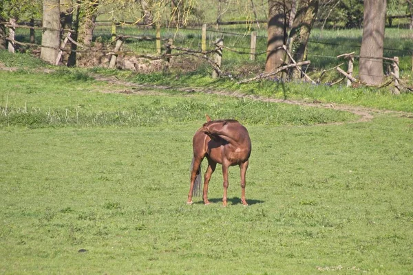 Cheval Dans Prairie — Photo