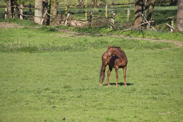 Cheval Dans Prairie — Photo