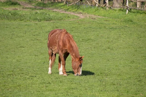 Horse Meadow — Stock Photo, Image