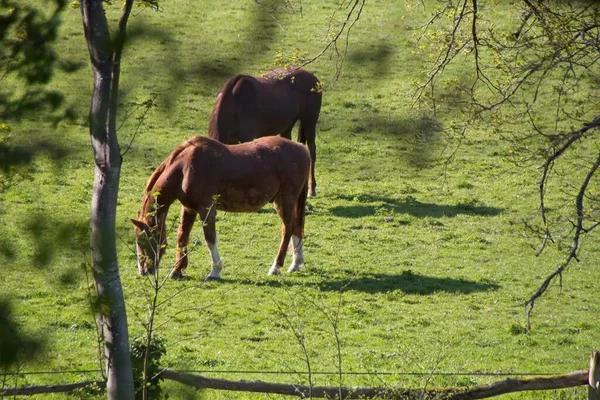 Horse Meadow — Stock Photo, Image