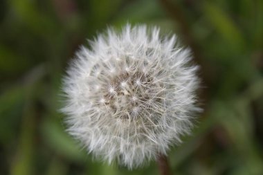 Yeşil arka planda karahindiba