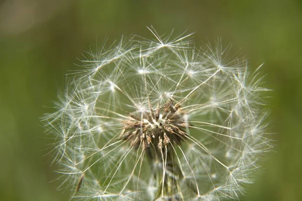 绿色背景的蒲公英 — 图库照片