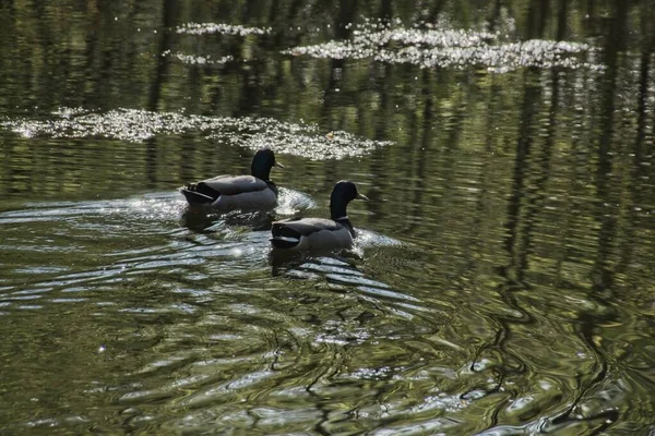 Ente Auf Dem Wasser — Stockfoto