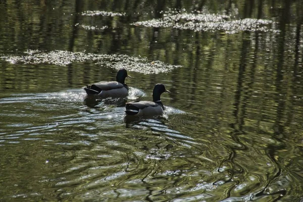 Anatra Sull Acqua — Foto Stock